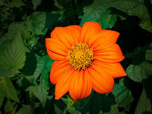 Preview wallpaper titonia, flower, petals, orange, macro