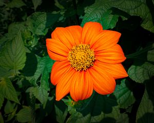 Preview wallpaper titonia, flower, petals, orange, macro