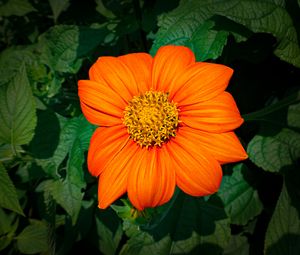 Preview wallpaper titonia, flower, petals, orange, macro