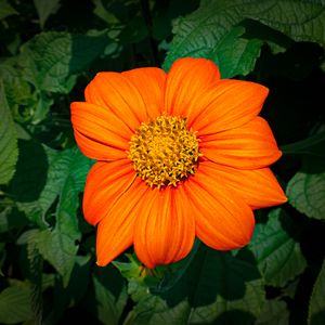 Preview wallpaper titonia, flower, petals, orange, macro