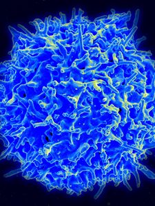 Preview wallpaper t-lymphocyte, cells, thymus, james p  allison, cancer center md anderson, breakthrough prize