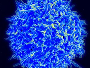 Preview wallpaper t-lymphocyte, cells, thymus, james p  allison, cancer center md anderson, breakthrough prize