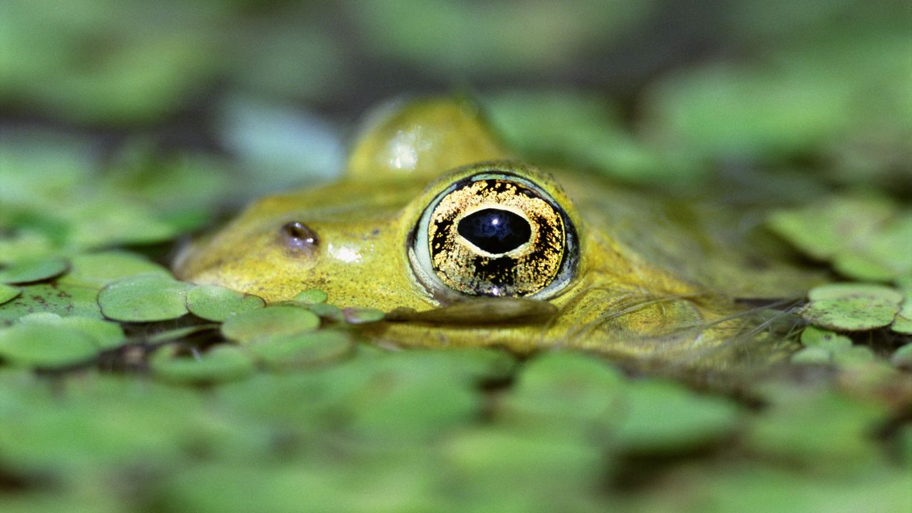 Wallpaper toad, duckweed, water, eyes