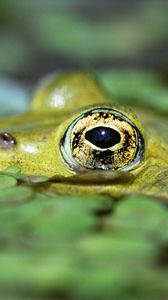 Preview wallpaper toad, duckweed, water, eyes