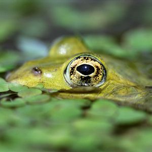 Preview wallpaper toad, duckweed, water, eyes