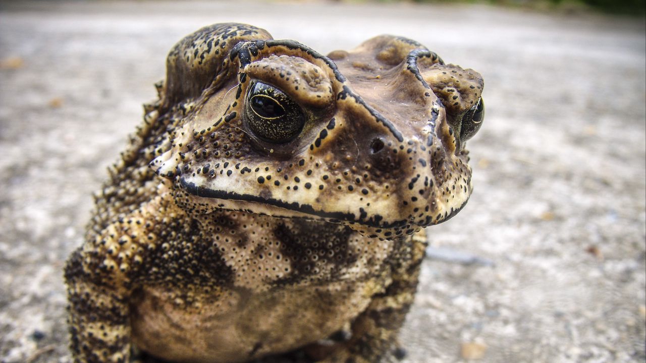 Wallpaper toad, frog, amphibian