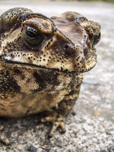 Preview wallpaper toad, frog, amphibian