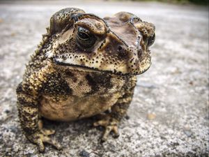 Preview wallpaper toad, frog, amphibian