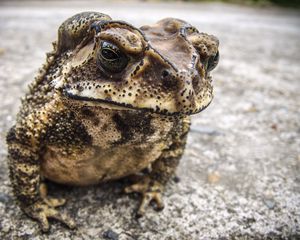 Preview wallpaper toad, frog, amphibian