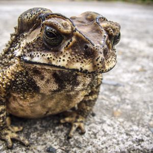 Preview wallpaper toad, frog, amphibian