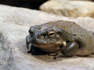 Preview wallpaper toad, frog, stone