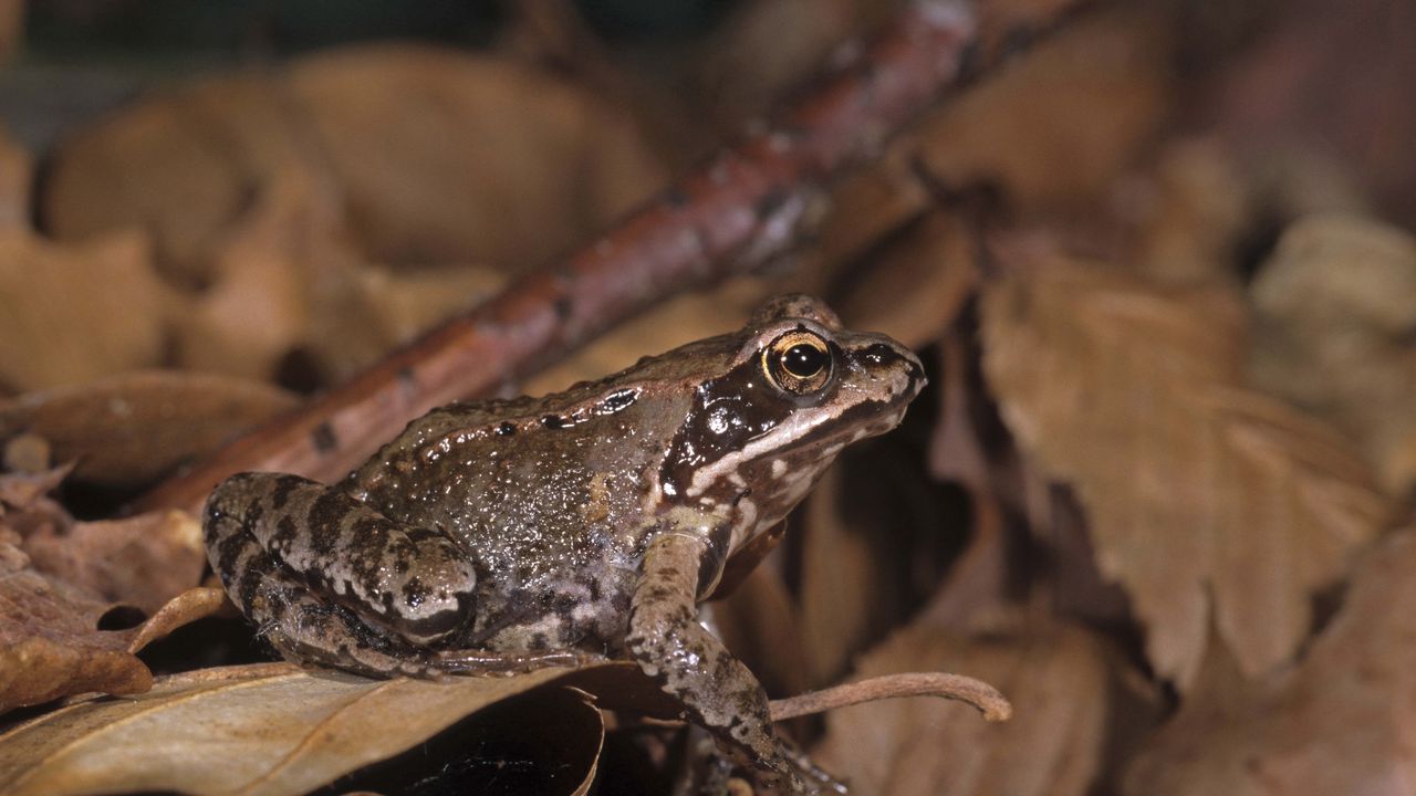 Wallpaper toad, leaves, frog