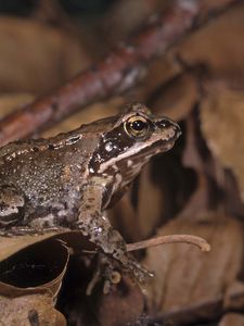 Preview wallpaper toad, leaves, frog