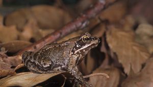 Preview wallpaper toad, leaves, frog