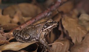 Preview wallpaper toad, leaves, frog