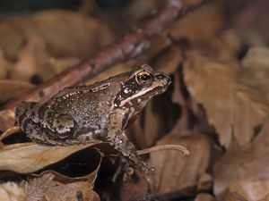 Preview wallpaper toad, leaves, frog