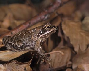 Preview wallpaper toad, leaves, frog