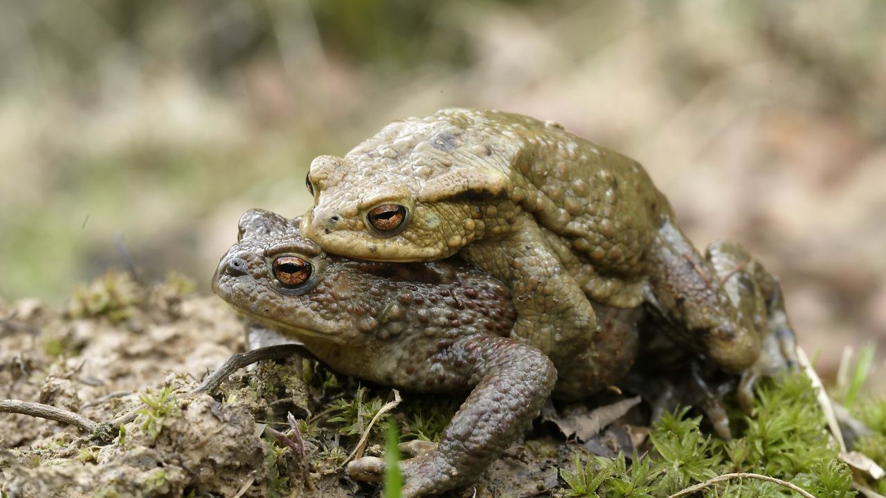 Wallpaper toad, love, couple, grass