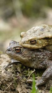 Preview wallpaper toad, love, couple, grass