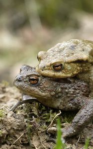 Preview wallpaper toad, love, couple, grass