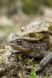 Preview wallpaper toad, love, couple, grass