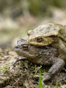 Preview wallpaper toad, love, couple, grass