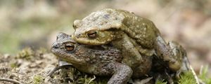 Preview wallpaper toad, love, couple, grass
