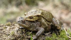 Preview wallpaper toad, love, couple, grass