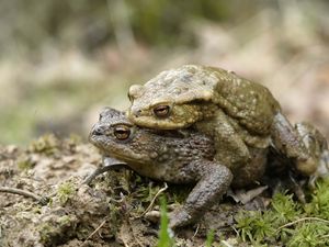 Preview wallpaper toad, love, couple, grass