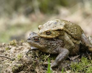 Preview wallpaper toad, love, couple, grass
