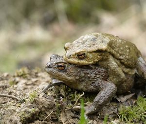 Preview wallpaper toad, love, couple, grass