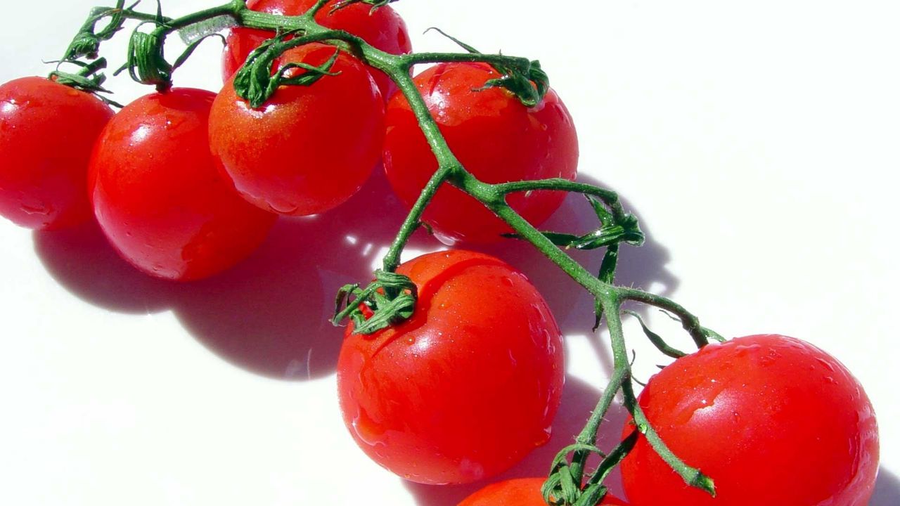 Wallpaper tomato, branch, vegetable