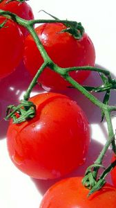 Preview wallpaper tomato, branch, vegetable