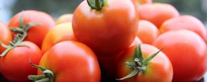 Preview wallpaper tomato, vegetable, ripe