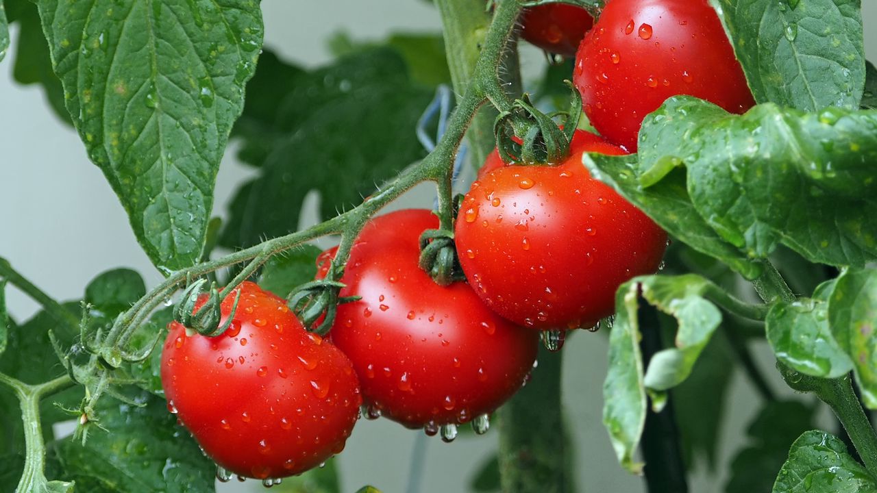 Wallpaper tomatoes, branch, drops, harvest