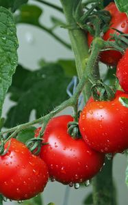 Preview wallpaper tomatoes, branch, drops, harvest