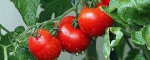 Preview wallpaper tomatoes, branch, drops, harvest
