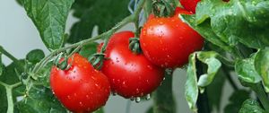 Preview wallpaper tomatoes, branch, drops, harvest