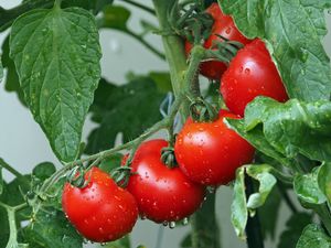 Preview wallpaper tomatoes, branch, drops, harvest