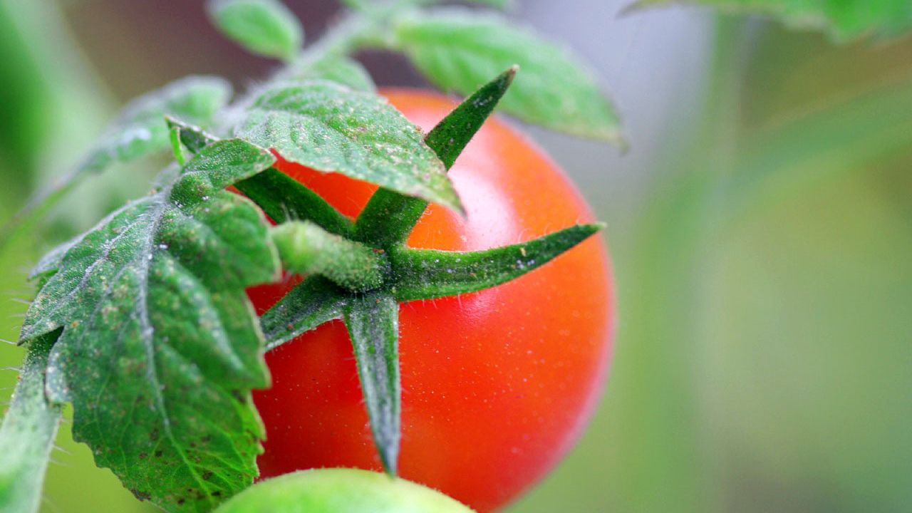 Wallpaper tomatoes, branch, grass