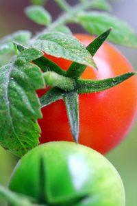 Preview wallpaper tomatoes, branch, grass