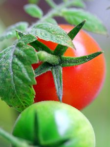 Preview wallpaper tomatoes, branch, grass