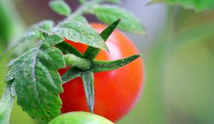 Preview wallpaper tomatoes, branch, grass