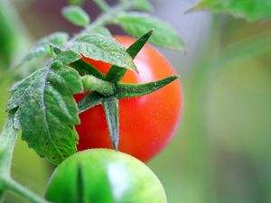 Preview wallpaper tomatoes, branch, grass