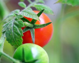 Preview wallpaper tomatoes, branch, grass