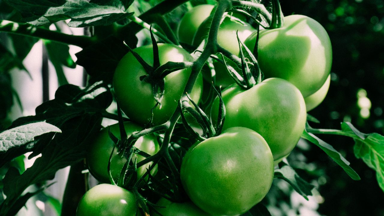 Wallpaper tomatoes, branch, green, shadow