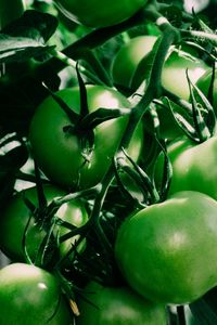 Preview wallpaper tomatoes, branch, green, shadow
