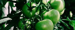 Preview wallpaper tomatoes, branch, green, shadow