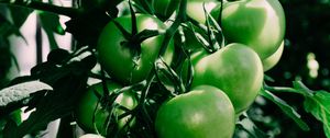 Preview wallpaper tomatoes, branch, green, shadow