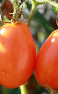 Preview wallpaper tomatoes, branch, ripe